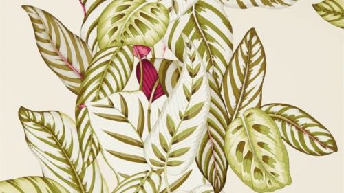 Calathea 216631